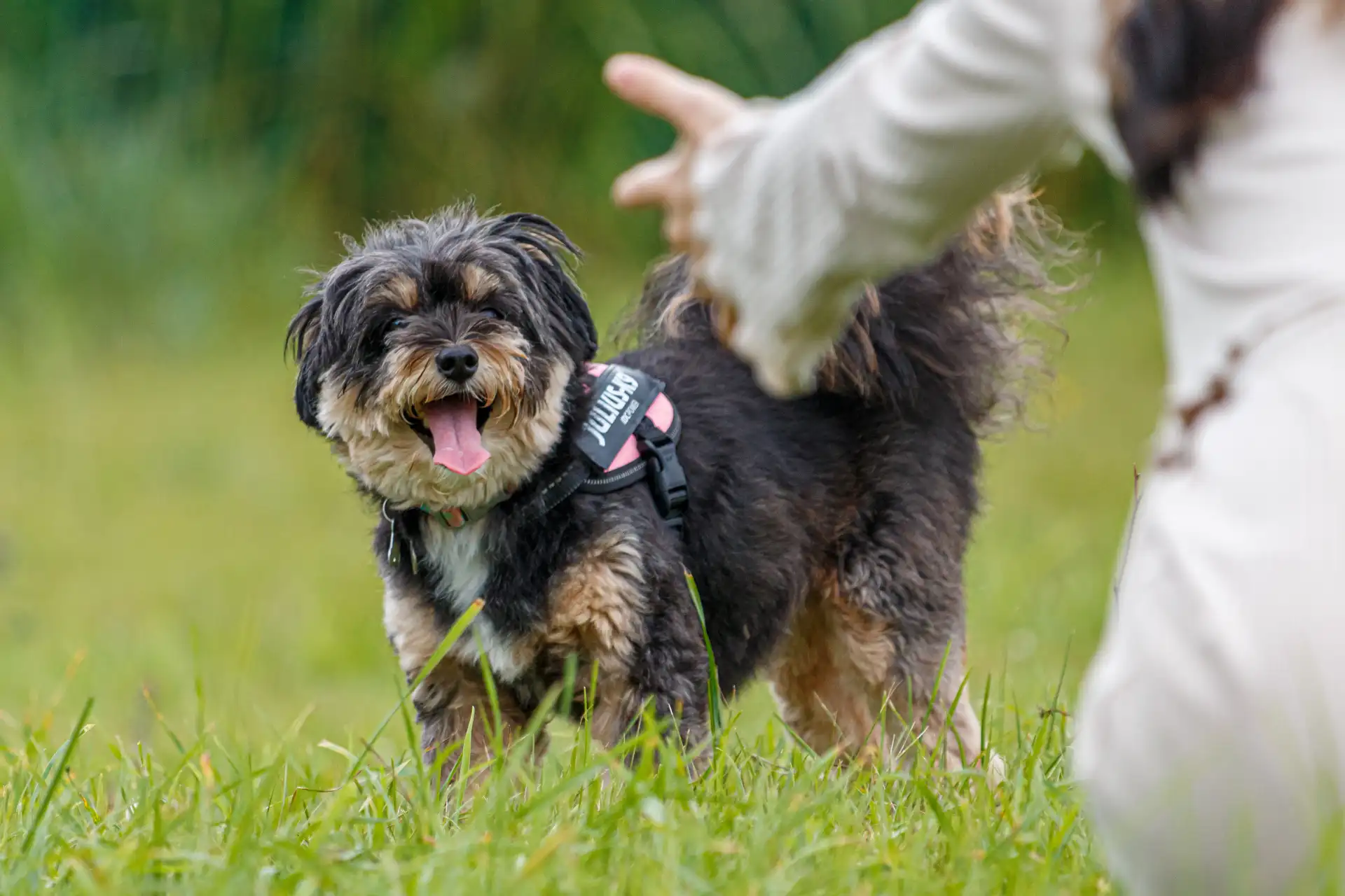 犬②