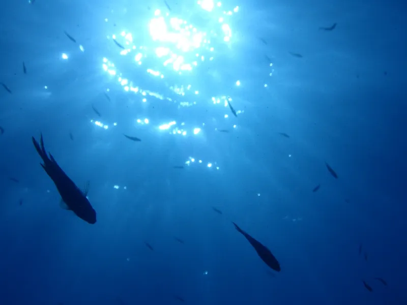 綺麗な海を泳ぐ魚たち